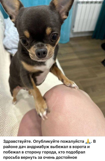 Пропавших кошек и собак в Орловском регионе подсчитала исследовательская компания