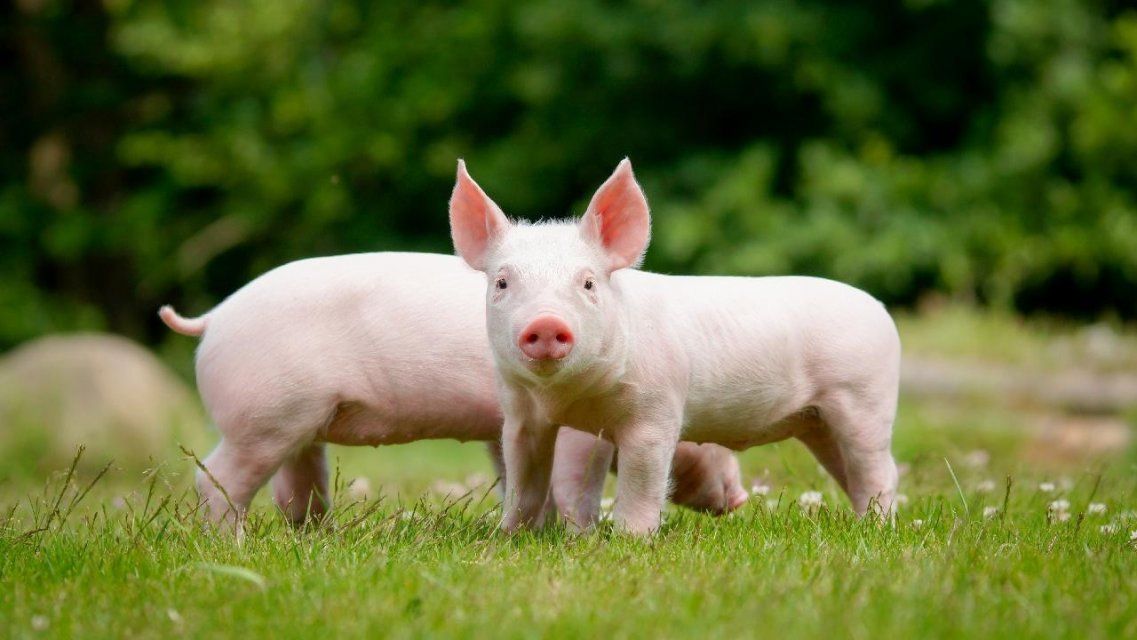 Строительство свинокомплексов на Орловщине повредило почву на 300 га