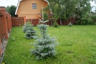 Дачный участок