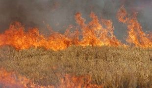 В Свердловском районе подожгли поле