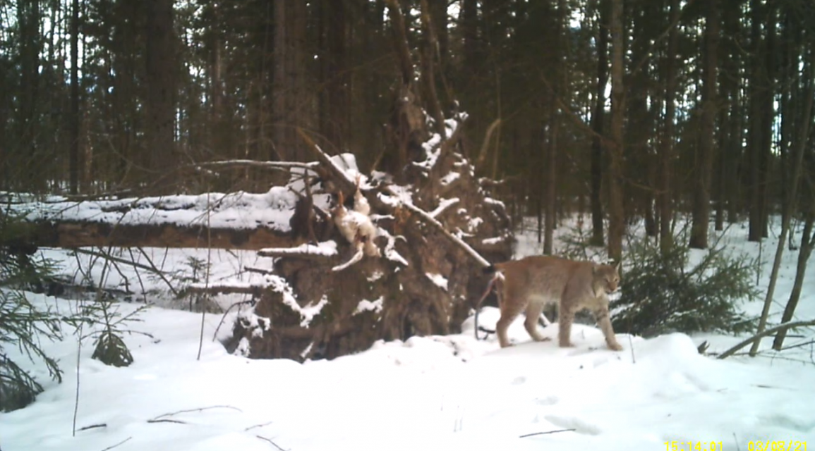 В Полесье живут рыси и их котята