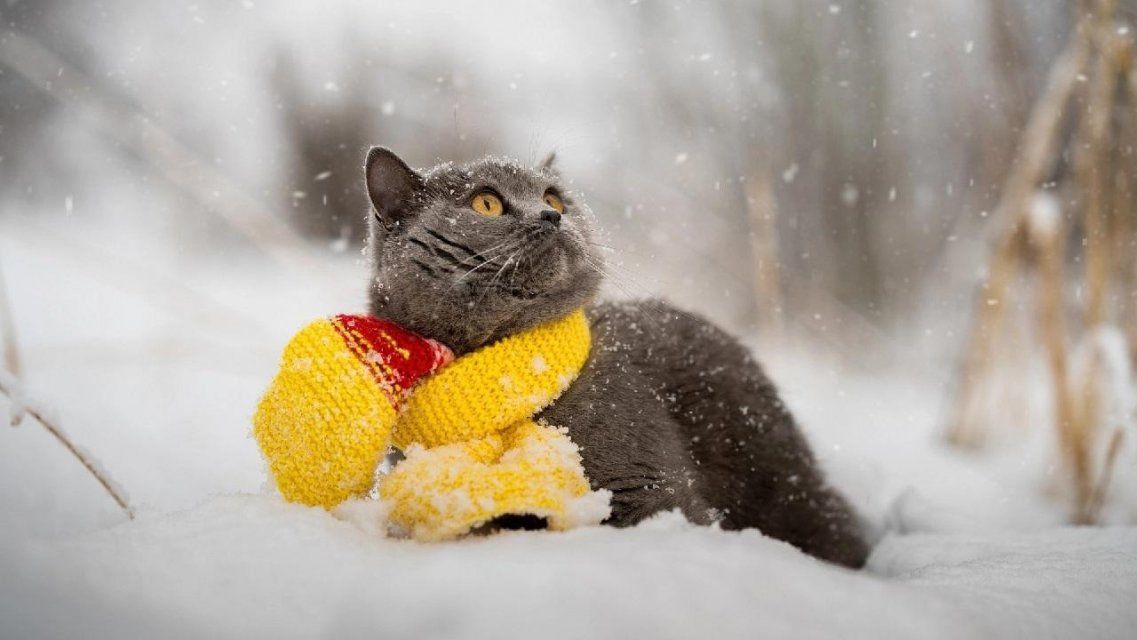 Синоптики обещают орловчанам теплую зиму