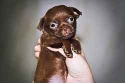 Приют, который меняет жизнь