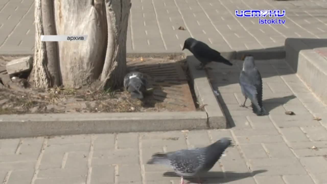 Экспресс-новости: очередной трэш-блогер - в Орловском СИЗО, Клычков продолжает рассказы про аэропорт, а средства по нацпроектам освоены только на поло...