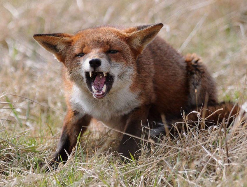 Очаг бешенства животных выявили на Орловщине