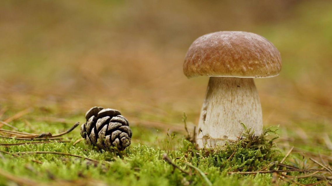 В хотынецких лесах заблудилась компания грибников