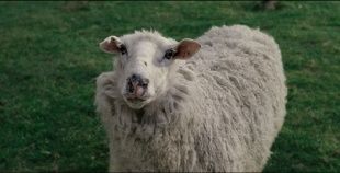 В Орловской области овца заболела бешенством