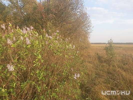Осеннее чудо: в Орловской области вновь расцвела сирень