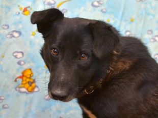 Очередная жестокость в Орле!