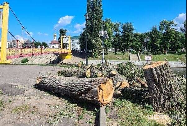 В Орле безжалостно уничтожают деревья