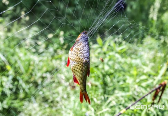 В Орловском районе застали рыбаков-браконьеров