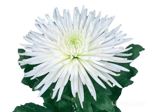 Хризантема – символ счастья благополучия и знатности