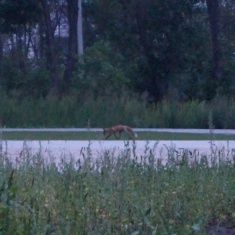 Новости за 90 секунд: за выходные два малолетних ребенка выпали из окна, преподаватель орловского института попался на продаже холодного оружия, а в День города время работы общественного транспорта продлят