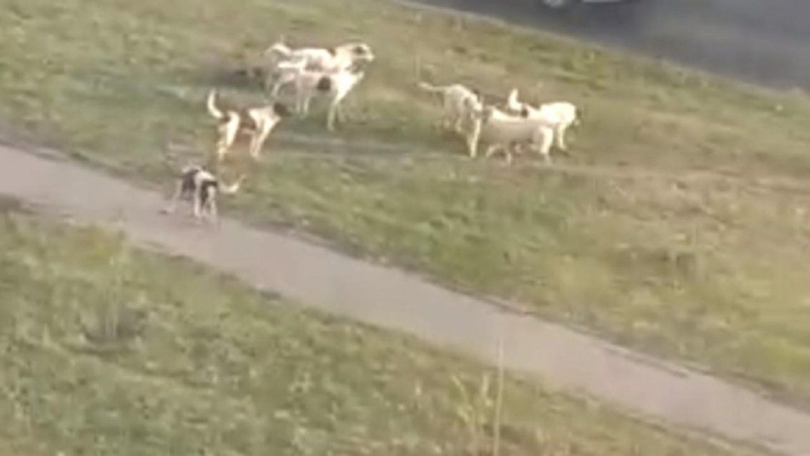 Бродячие собаки давно держат в страхе жителей Северного района Орла