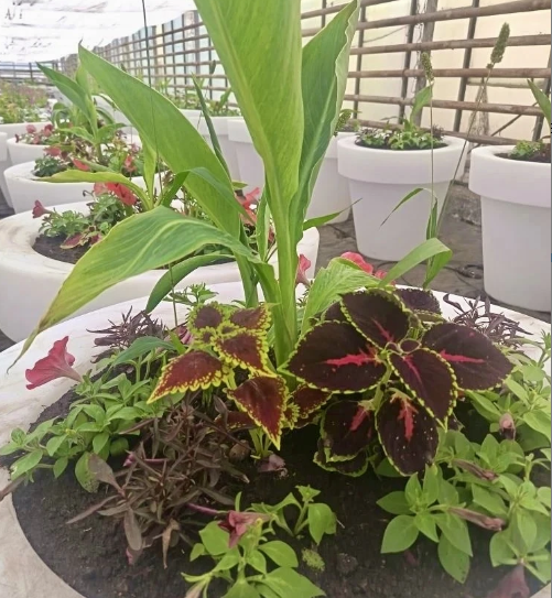 Почти 700 кашпо и более 200 кадок с цветами украсят Ленинский мост этой весной