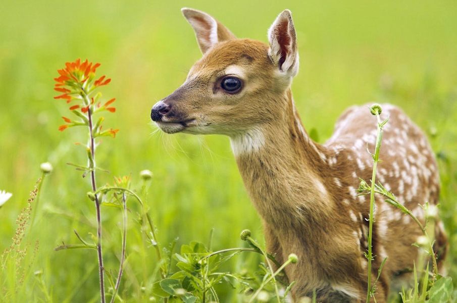 На Орловщине 19 копытных животных стали жертвами незаконной охоты