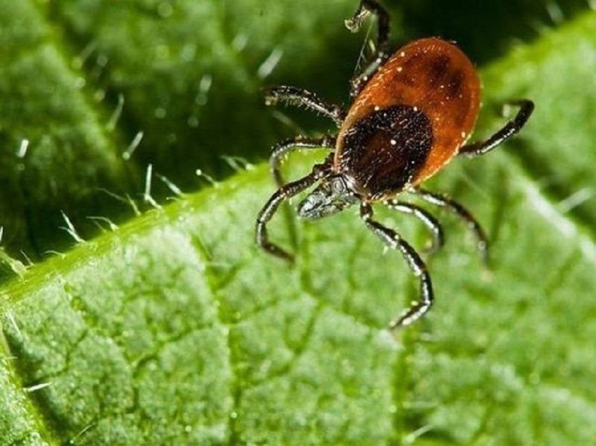 В Орловской области уже 13 жителей заразились болезнью Лайма