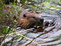 В Орловской области стало слишком много бобров