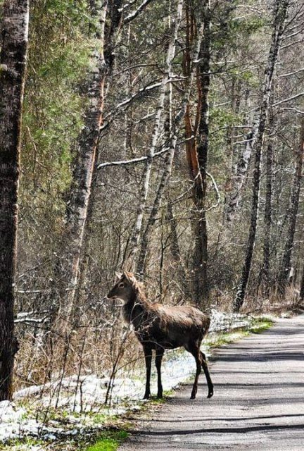 Дикая природа "Орловского полесья": встреча с оленями