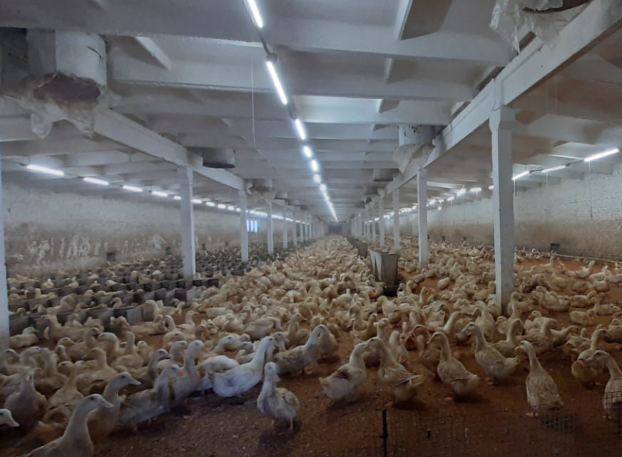  Россельхознадзор выявил множественные нарушения на птицеводческом предприятии Орловской области