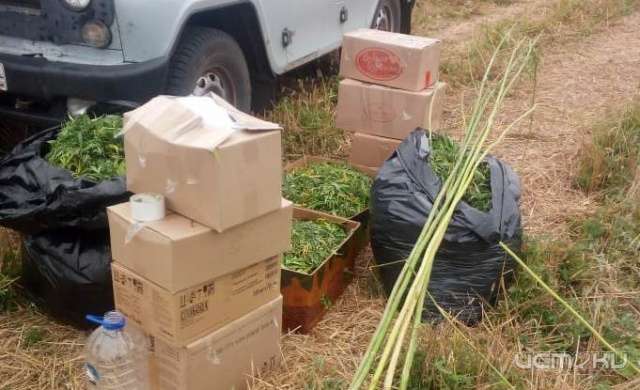 На Орловщине задержали двух приятелей с богатым урожаем конопли