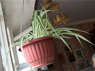 Из учителя английского в цветочницу 