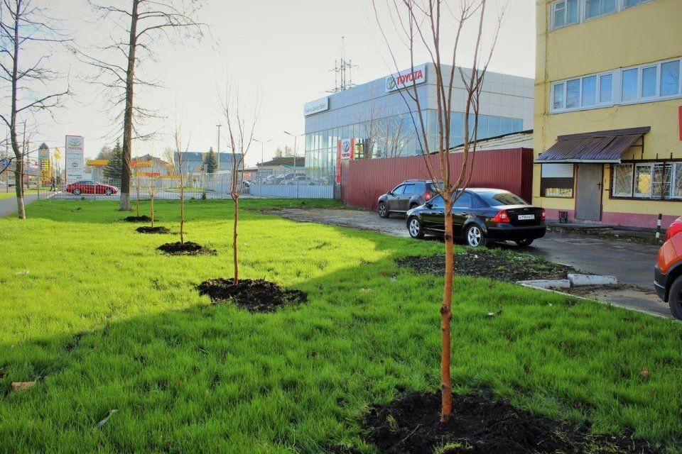 Вдоль Карачевского шоссе в Орле высадили новые деревья