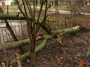 Снова падают деревья или сможет ли нововведение в содержании придворовых территорий навести порядок?