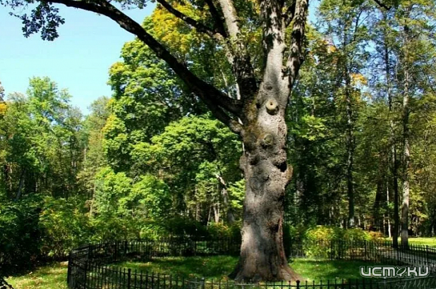 Тургеневский дуб исключили из конкурса «Европейское дерево года – 2022»