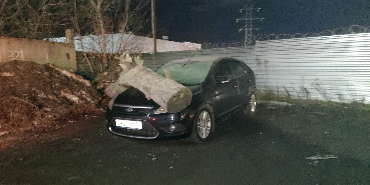 Фотофакт: в Орле под тяжестью рухнувшего дерева поврежден «Форд»