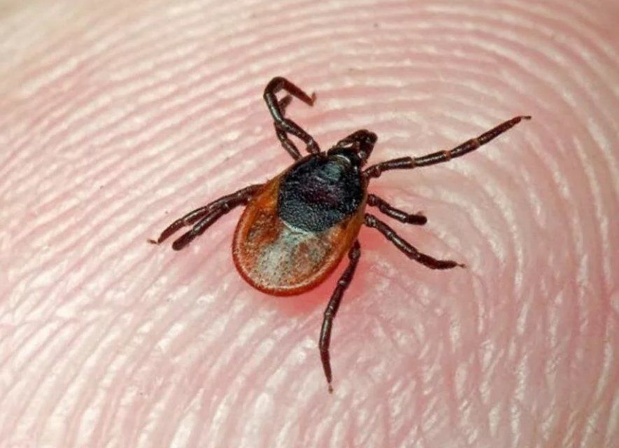 Клещи покусали почти 450 детей в Орловской области