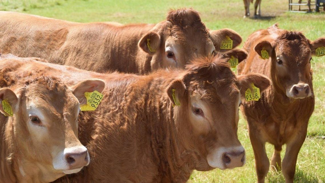 Орловчане создали искусственный интеллект, способный подсчитывать животных