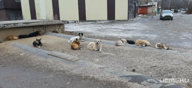 «Надо менять федеральное регулирование»: Клычков о случаях нападения агрессивных собак на орловчан