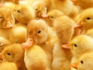 В Орловской области продавали цыплят и утят без документов