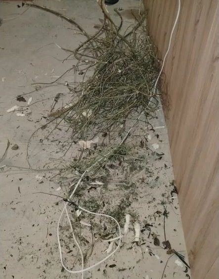 В Ливенском районе задержали подозреваемого в незаконном сбыте и хранении запрещенного к обороту вещества