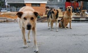 Как орловчане предлагают решать проблему с бездомными собаками в городе?