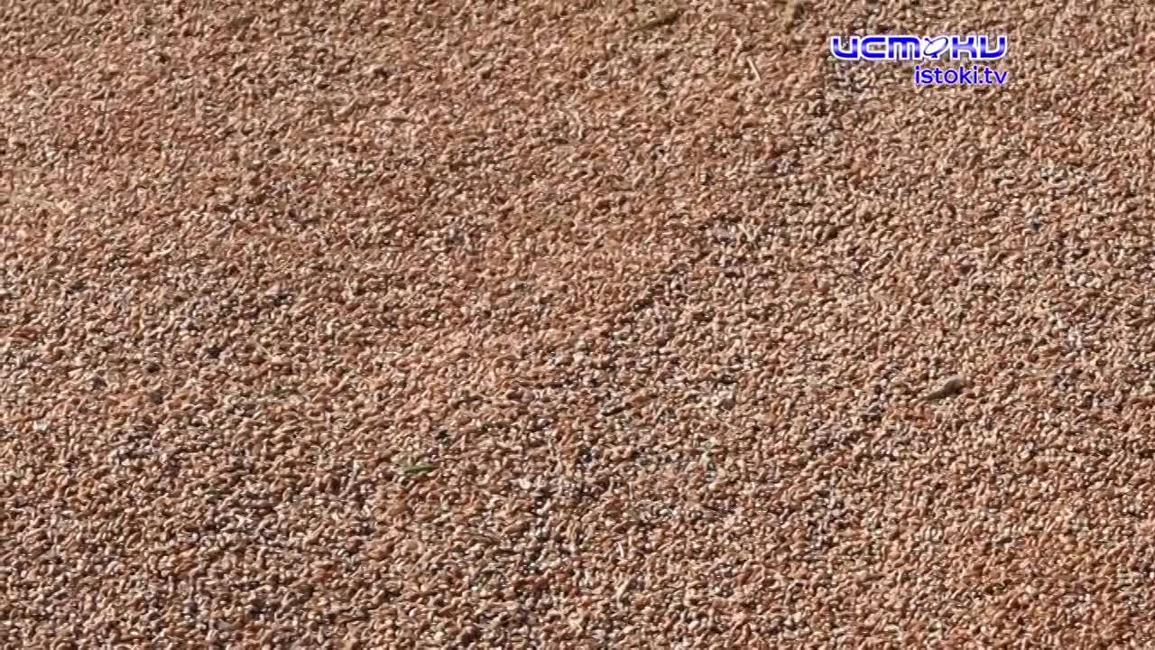 Экспертное мнение 19.08.2026