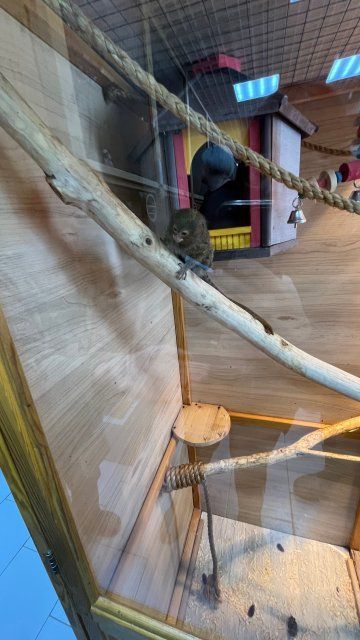 По предписанию Россельхознадзора в Детском парке Орла устранят нарушения