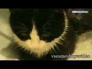 Кто сказал Мяу 49