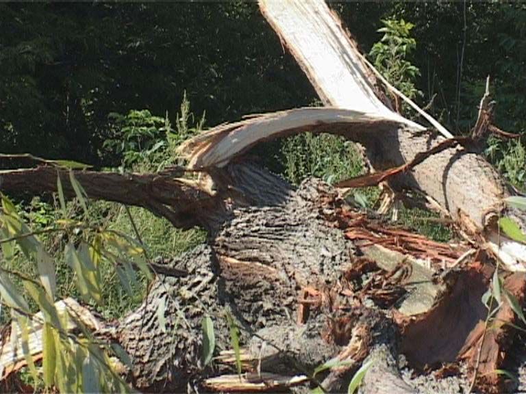 Вырубка деревьев