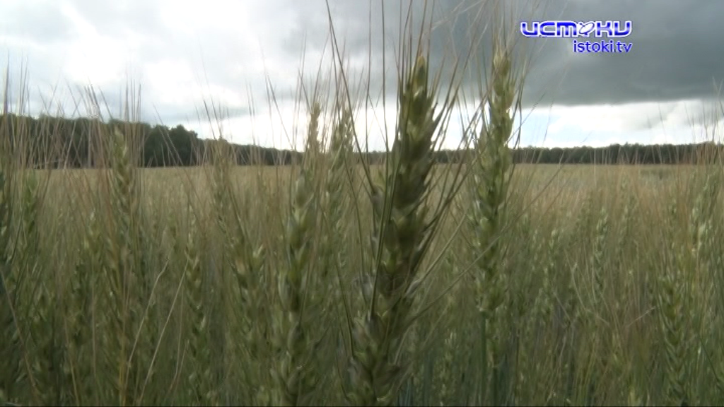 Аграрно-промышленный комплекс: новые перспективы 