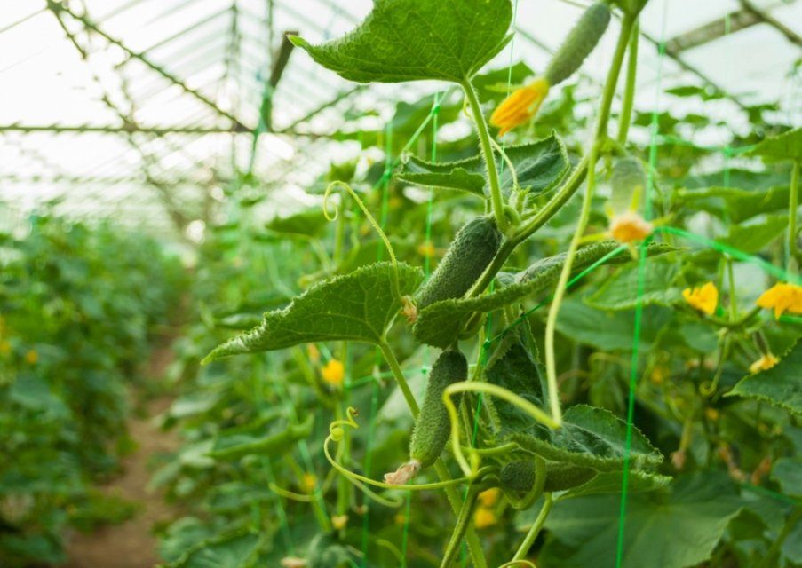 В мае на Орловщине соберут первый урожай огурцов, выращенных в новых теплицах