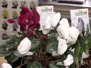 Цветочные шедевры к 8 марта 