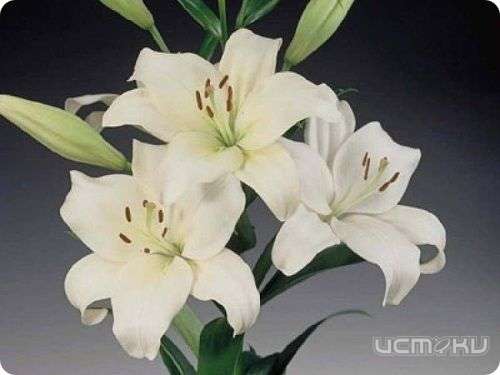 Любимые цветы – любимым людям