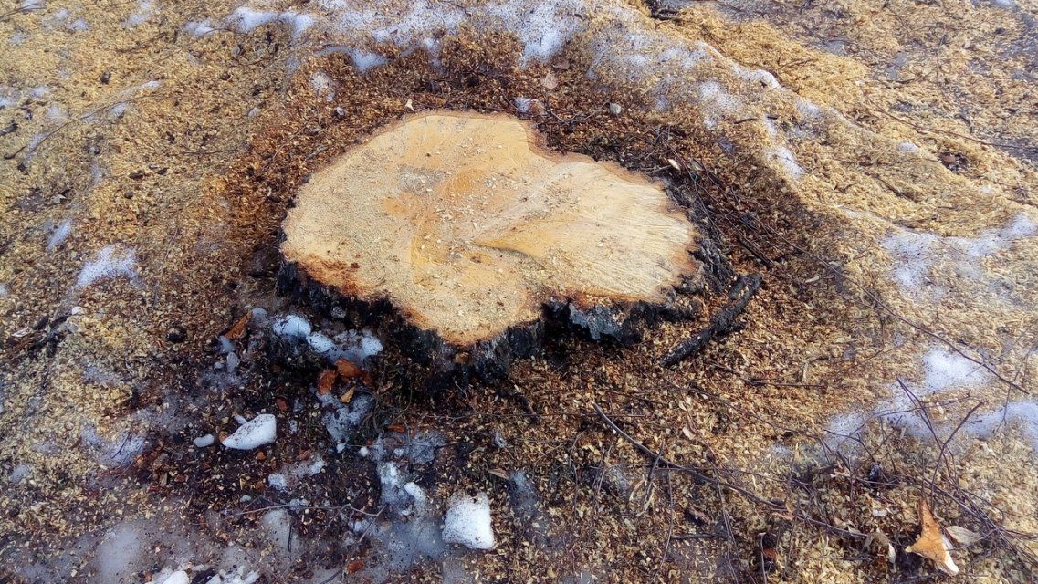 В Орле срубили несколько десятков деревьев возле храма Михаила Архангела