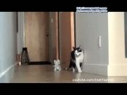 Кто сказал Мяу 11