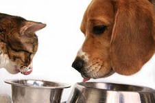 Поможем животным!