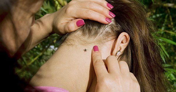 С начала сезона клещи напали уже на семерых детей