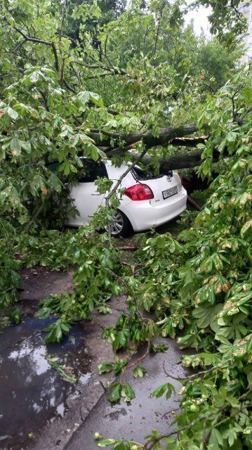 В Орле упавшим деревом раздавило ещё одну машину