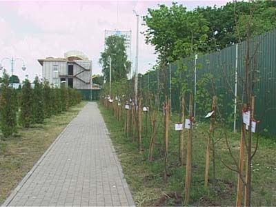 Деревья сохнут